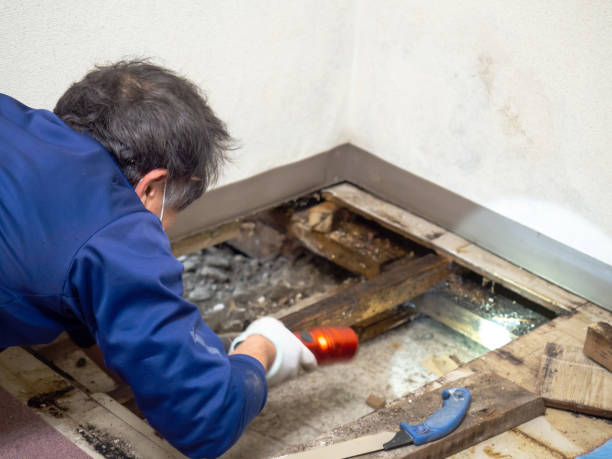 Best Mold Damage Repair  in Edneyville, NC