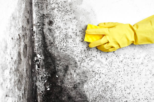 Best Toxic Mold Removal  in Edneyville, NC