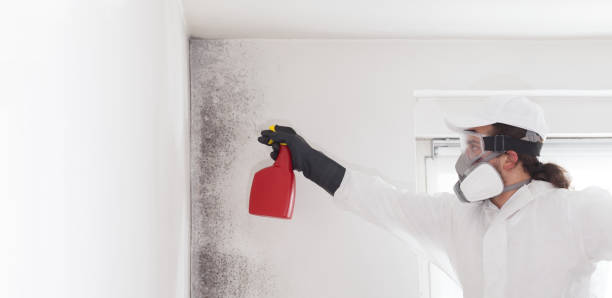Best Mold Cleaning Services  in Edneyville, NC